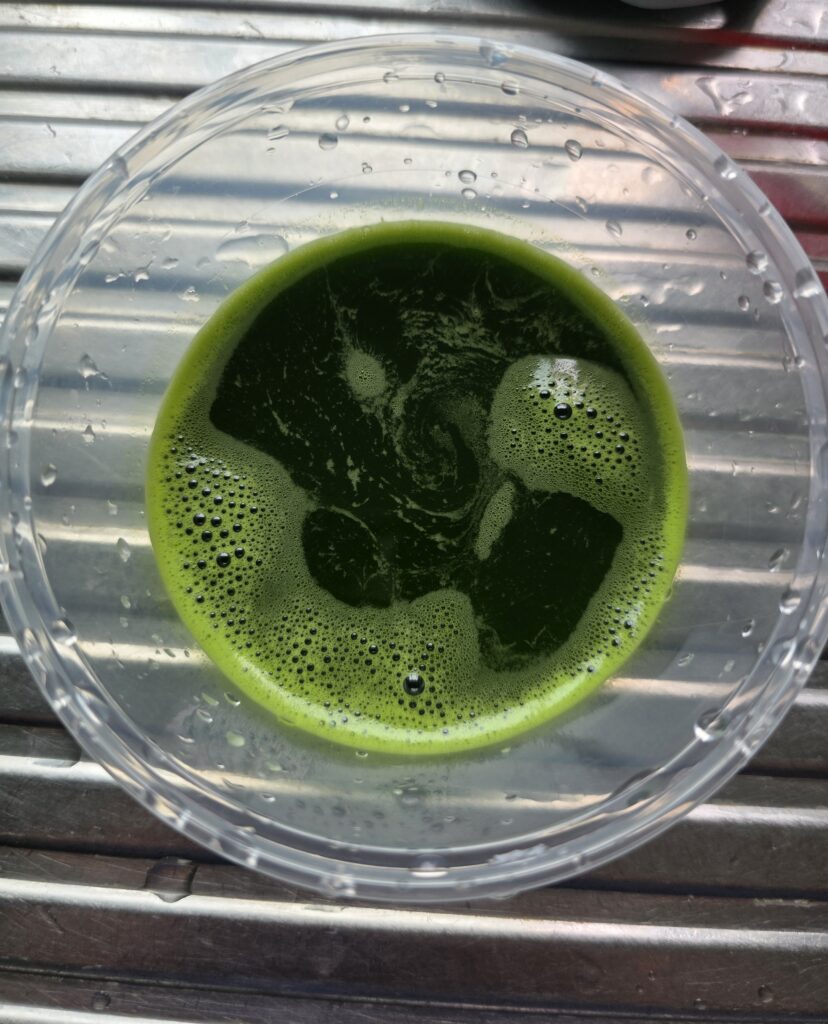 Pumpkin Gula Melaka Kaya: A Comforting Homemade Treasure 2 pandan leave green juice